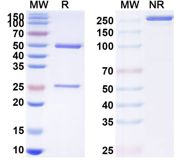 Anti-Human DLL3 Reference Antibody (Rovalpituzumab) – Figure 1 of 2