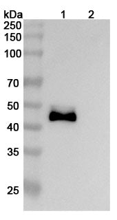 Detects Human DLL3 in indirect ELISAs.
