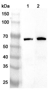 Western blot analysis was performed using anti-AMFR polyclonal antibody at 1ug/mL on various samples.
Lane 1: HepG2 cell lysate
Lane 2: Jurkat cell lysate