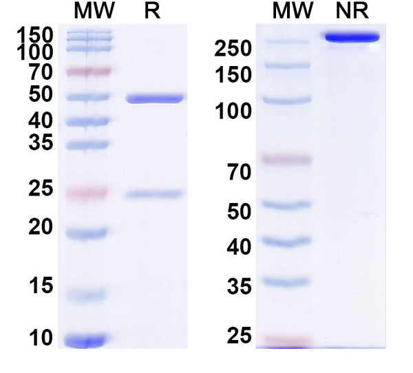 SDS-PAGE for InVivoMAb Anti-Human PTP4A1/PRL1 Antibody (Iv0169)