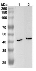 Western blot analysis was performed using anti-B4GALT6 polyclonal antibody at 1ug/mL on various samples.
Lane 1: Mouse heart lysate
Lane 2: Rat heart lysate