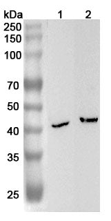 Western blot analysis was performed using anti-B4GALT6 polyclonal antibody at 1ug/mL on various samples.
Lane 1: Mouse heart lysate
Lane 2: Rat heart lysate