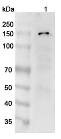 Western blot analysis was performed using anti-ANO1 polyclonal antibody at 1µg/ml on various samples.
Lane 1: 293T cell lysate