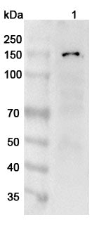 Western blot analysis was performed using anti-ANO1 polyclonal antibody at 1µg/ml on various samples.
Lane 1: 293T cell lysate