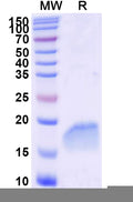 SDS-PAGE for Anti-Human CAVIN1 Nanobody (SAA2295)