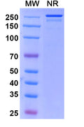 Anti-Human SLITRK6 Reference Antibody (Sirtratumab) – Figure 1 of 1