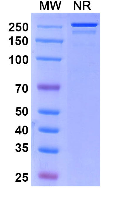 Anti-Human SLITRK6 Reference Antibody (Sirtratumab) – Figure 1 of 1