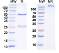 SDS-PAGE for Anti-FGF11/FHF3 Antibody (N92/22)
