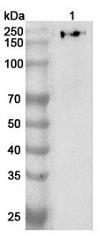 Western blot analysis was performed using anti-PTPN23 polyclonal antibody at 1ug/mL on various samples.
Lane 1: Mouse brain lysate