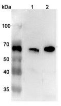 Western blot analysis was performed using anti-CARM1 polyclonal antibody at 1μg/ml on various samples.
Lane 1: Mouse liver lysate
Lane 2: Rat liver lysate