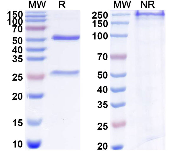 SDS-PAGE for Anti-Human XI collagen Antibody (L10D9).