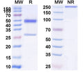 SDS-PAGE for Anti-Human D-Dimer Monoclonal Antibody (1A351)