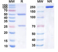 SDS-PAGE for Anti-Human D-Dimer Monoclonal Antibody (1A352)