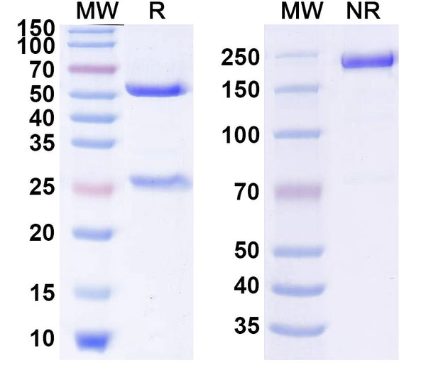 SDS-PAGE for Anti-Human D-Dimer Monoclonal Antibody (1A350)