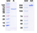 SDS-PAGE for Anti-HCN3 Antibody (N141/16)