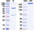 SEC-HPLC detection for Anti-Human Abeta42/Beta-APP42 Antibody (21F12).