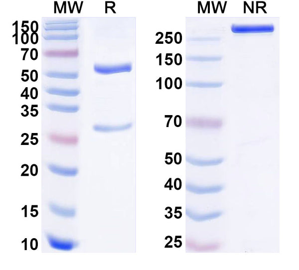 SEC-HPLC detection for Anti-Human Abeta42/Beta-APP42 Antibody (21F12).