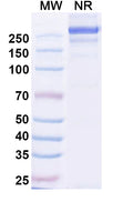 Anti-Human APP Reference Antibody (Sabirnetug) – Figure 1 of 2