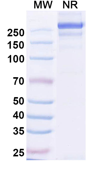 Anti-Human APP Reference Antibody (Sabirnetug) – Figure 1 of 2