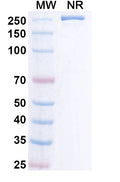 Anti-Human APP Reference Antibody (Remternetug) – Figure 1 of 1