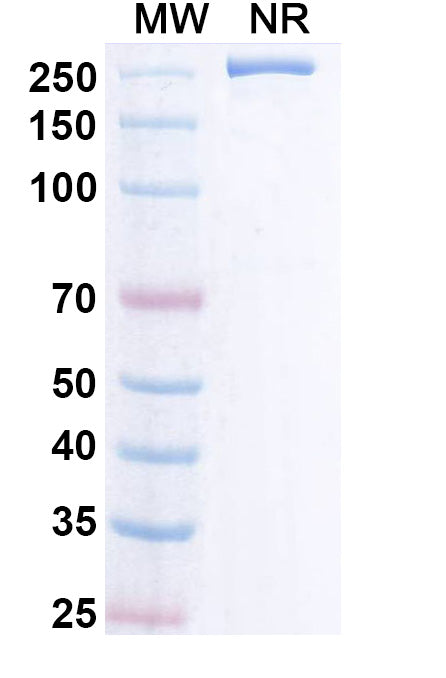 Anti-Human APP Reference Antibody (Remternetug) – Figure 1 of 1
