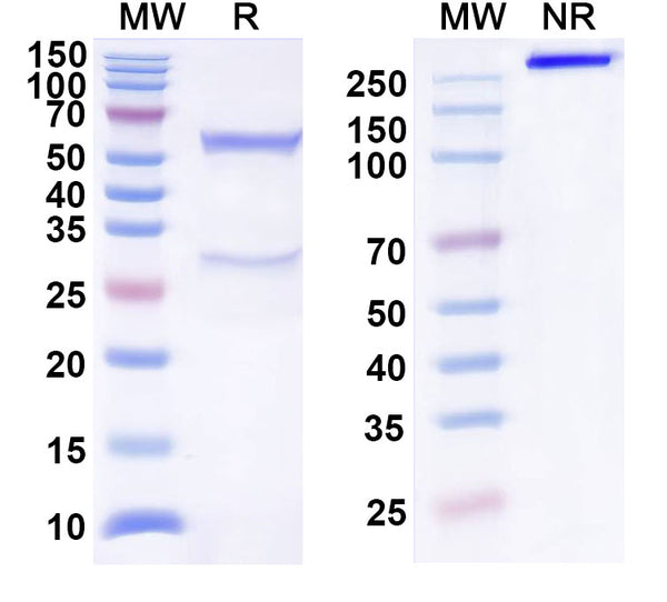 SDS-PAGE for Anti-Human CDH19/Cadherin-19 Antibody (SAA0550)