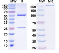 SDS-PAGE for Anti-Kirrel3 Antibody (N320/48)