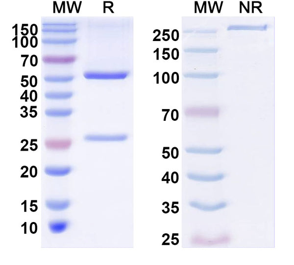 SDS-PAGE for Anti-Kirrel3 Antibody (N321C/49)