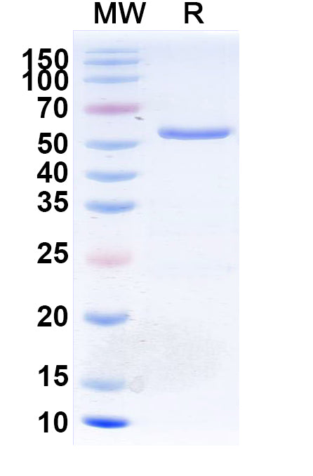 SDS-PAGE for InVivoMAb Anti-Human EDB & CD3E Bispecific Antibody (Iv0268)
