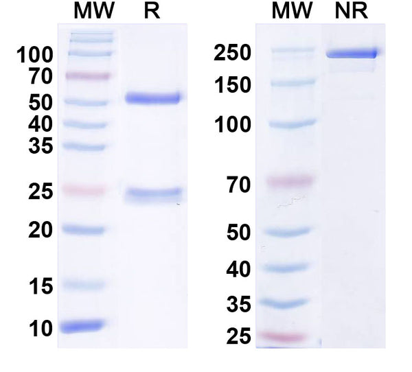SDS-PAGE for Anti-FGF14/FHF4 Antibody (N56/21)