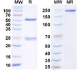 SDS-PAGE for Anti-FGF14/FHF4 Antibody (N56/22)