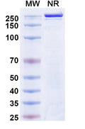 Anti-Human Fucosyl GM1 Reference Antibody (Atigotatug) – Figure 1 of 1