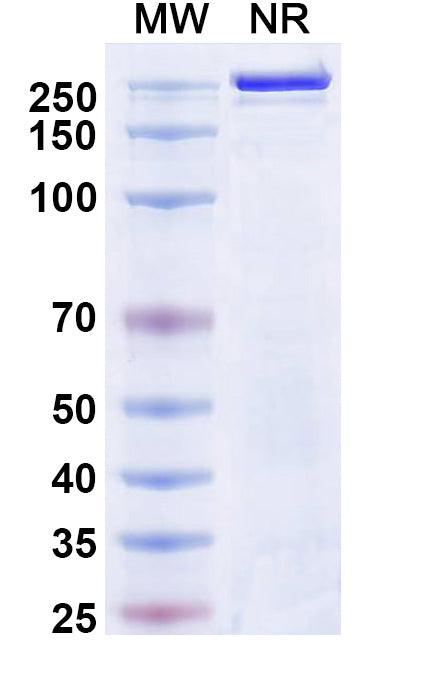 Anti-Human Fucosyl GM1 Reference Antibody (Atigotatug) – Figure 1 of 1