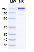 Anti-Human CLEC2D/OCIL/LLT1 Reference Antibody (ZM008) – Figure 1 of 2