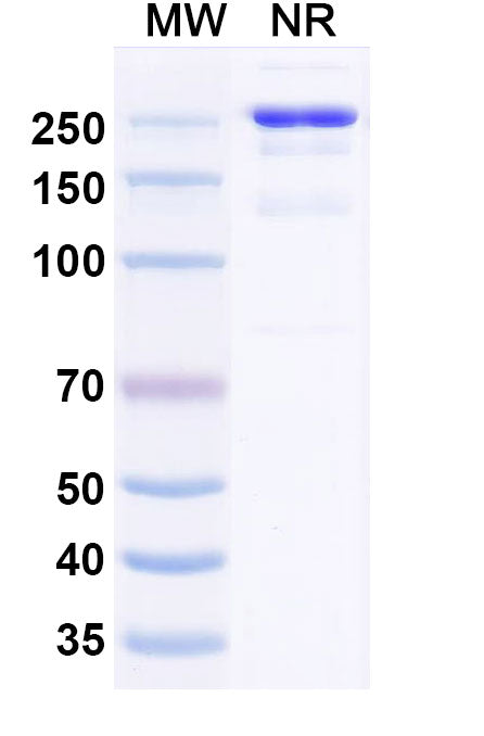 Anti-Human CLEC2D/OCIL/LLT1 Reference Antibody (ZM008) – Figure 1 of 2