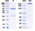SDS-PAGE for Anti-Human L3MBTL4 IP Antibody (SAA0252)