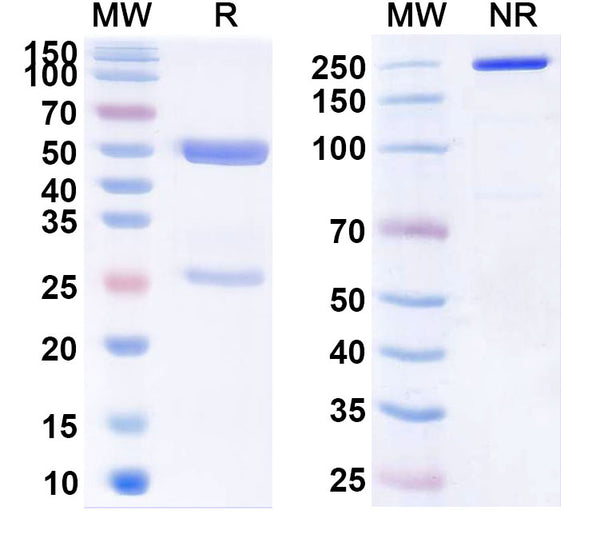 SDS-PAGE for Anti-Human L3MBTL4 IP Antibody (SAA0252)