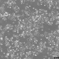 HPAC cell