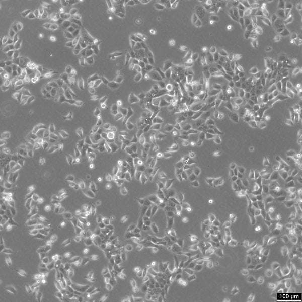 HPAC cell