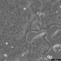 HPAF-II cell