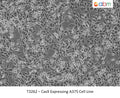 Cas9 Expressing A375 Cell Line | Applied Biological Materials (abm)