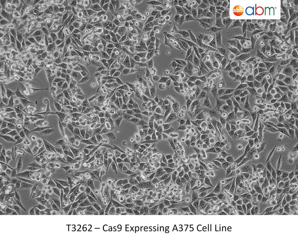 Cas9 Expressing A375 Cell Line | Applied Biological Materials (abm)
