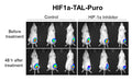 HIF1a Reporter Lentivirus – Figure 1 of 3