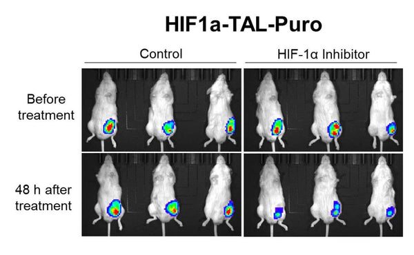 HIF1a Reporter Lentivirus – Figure 1 of 3