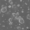 HROC348 cell