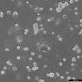 HROC450Met1 T0 M1 cell