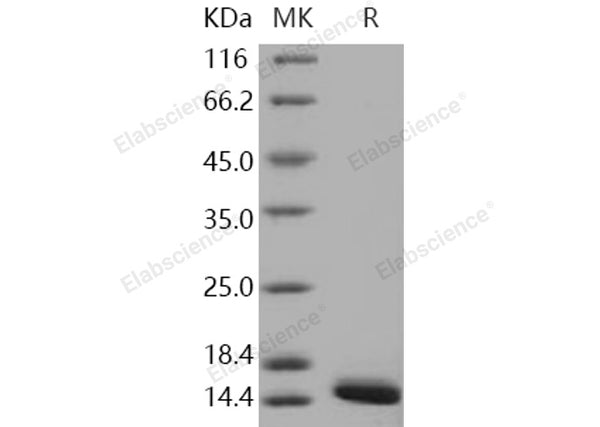 Recombinant Human FABP4/A-FABP Protein (29 Ala/Thr, His Tag) – Figure 1 of 2