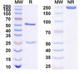 SDS-PAGE for Anti-Human ERFE Antibody (SAA1691)