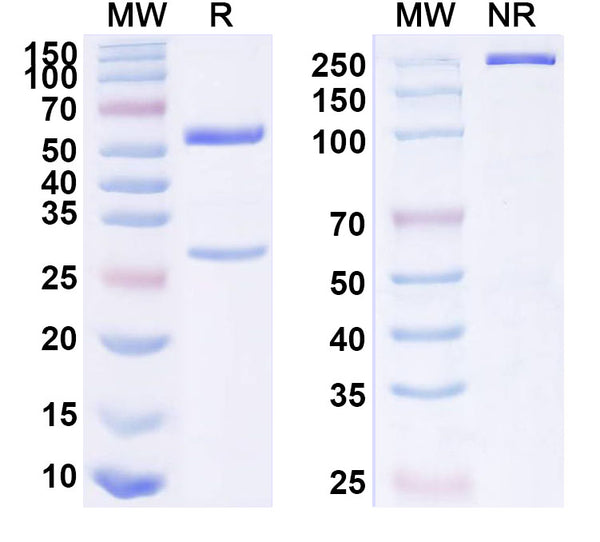 SDS-PAGE for Anti-Phospho-Smad2 (pT8) Antibody (P4.B9).