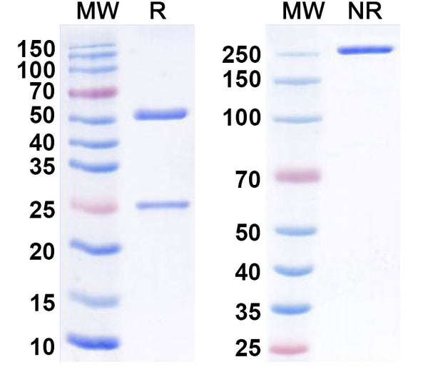 Anti-Human LY6E/SCA-2 Reference Antibody (RG 7841) – Figure 1 of 1